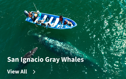 San Ignacio Gray Whales