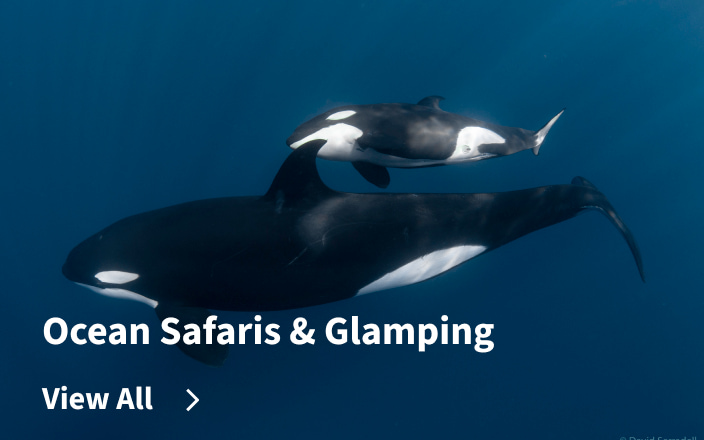 Ocean Safaris & Glamping
