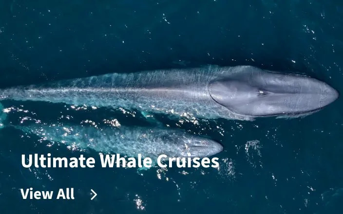 Ultimate Whale Cruises