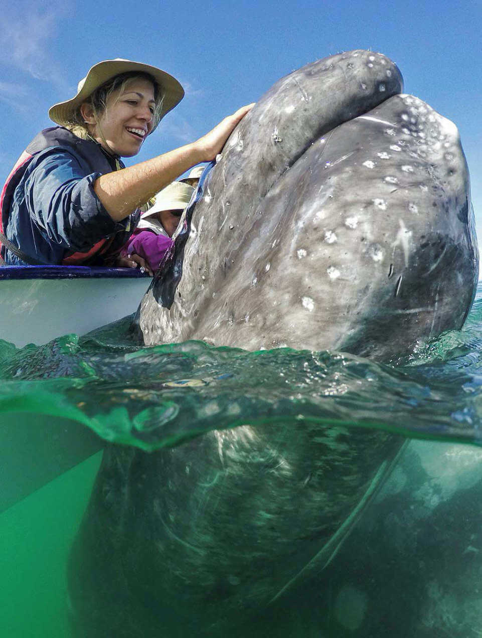 Gray Whale watching at San Ignacio lagoon baja california