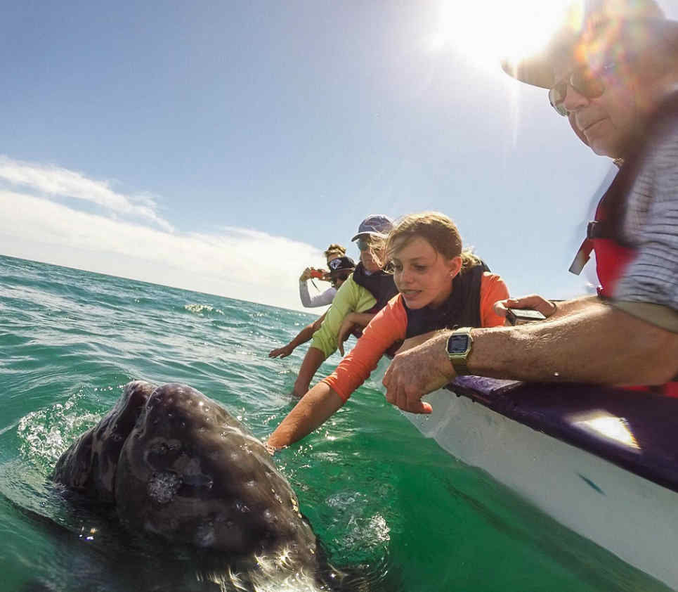 San Ignacio lagoon, Children petting a gray whale