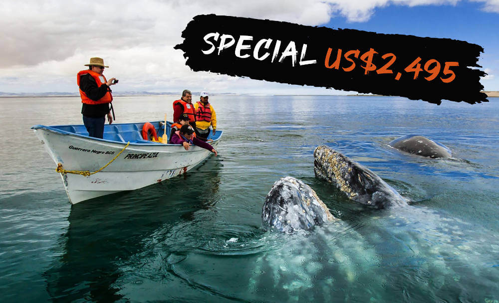 Greay whale watching special