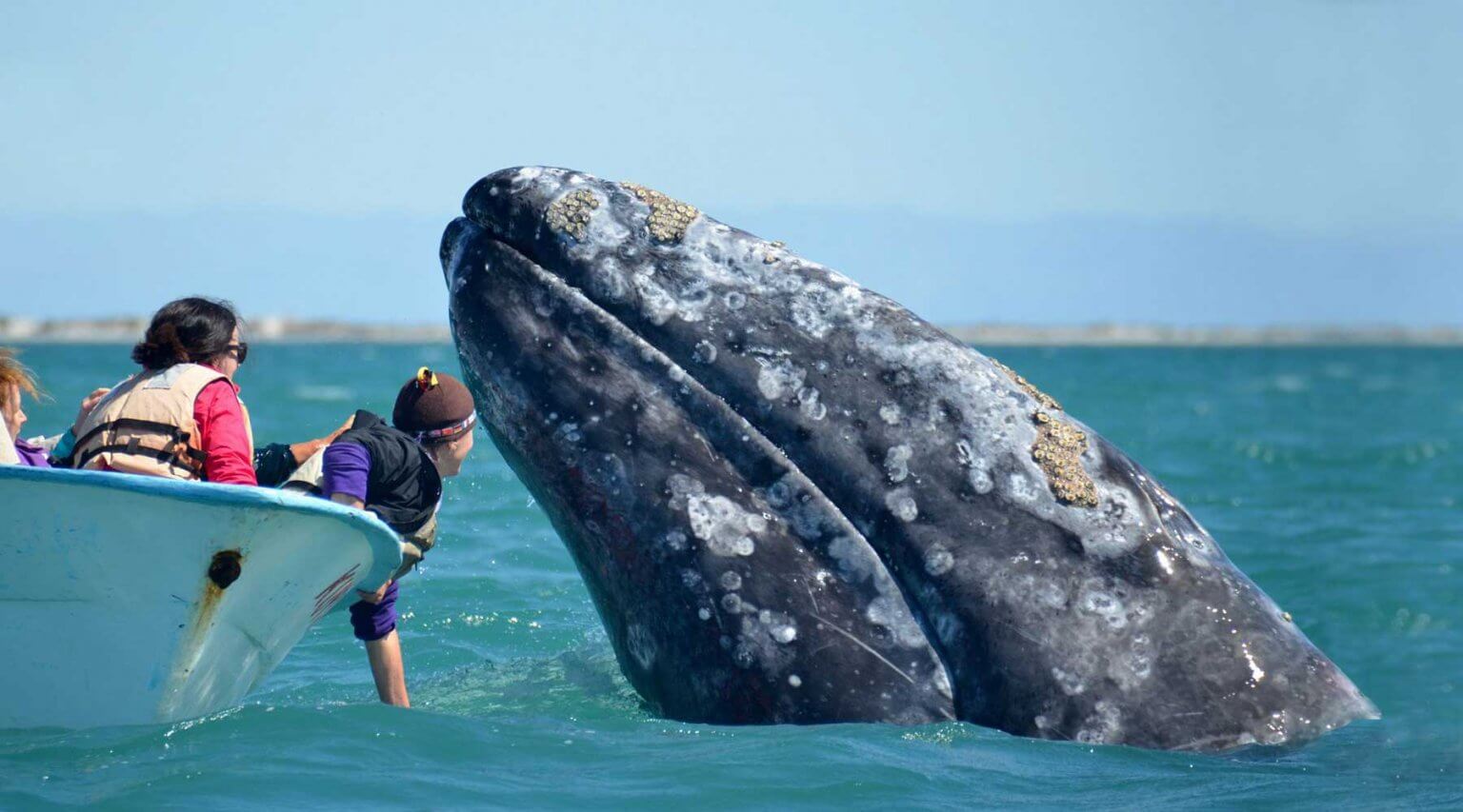 10 Fun Facts About Gray Whales - Baja Expeditions