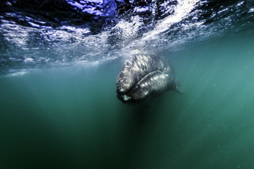gray whale underwater