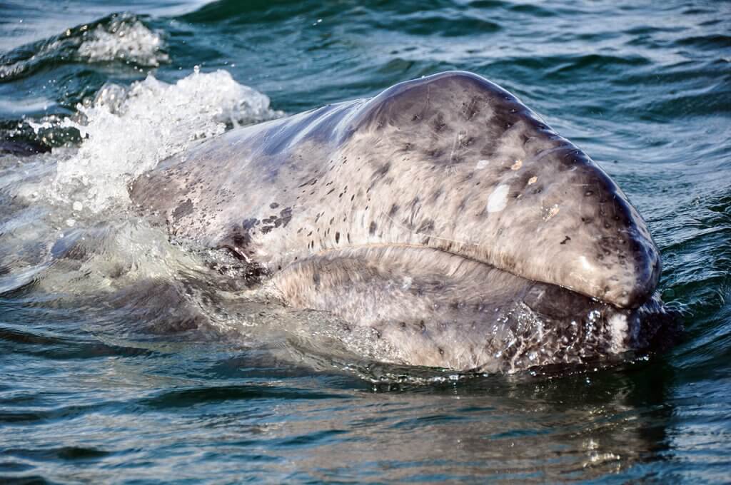 gray whale snout