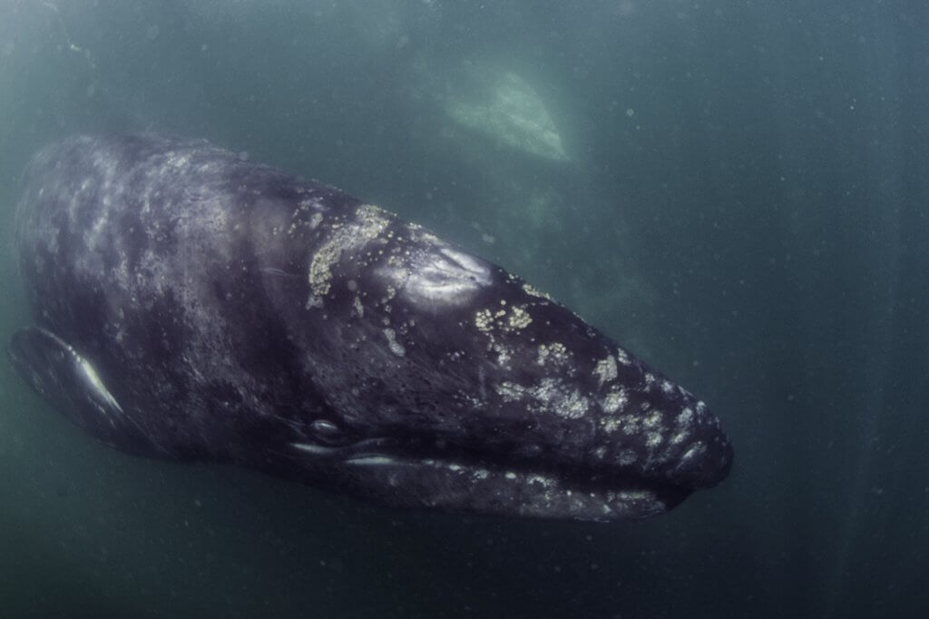 Baja California - Gray Whales