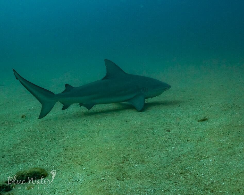 Bull shark at Cabo Pulmo