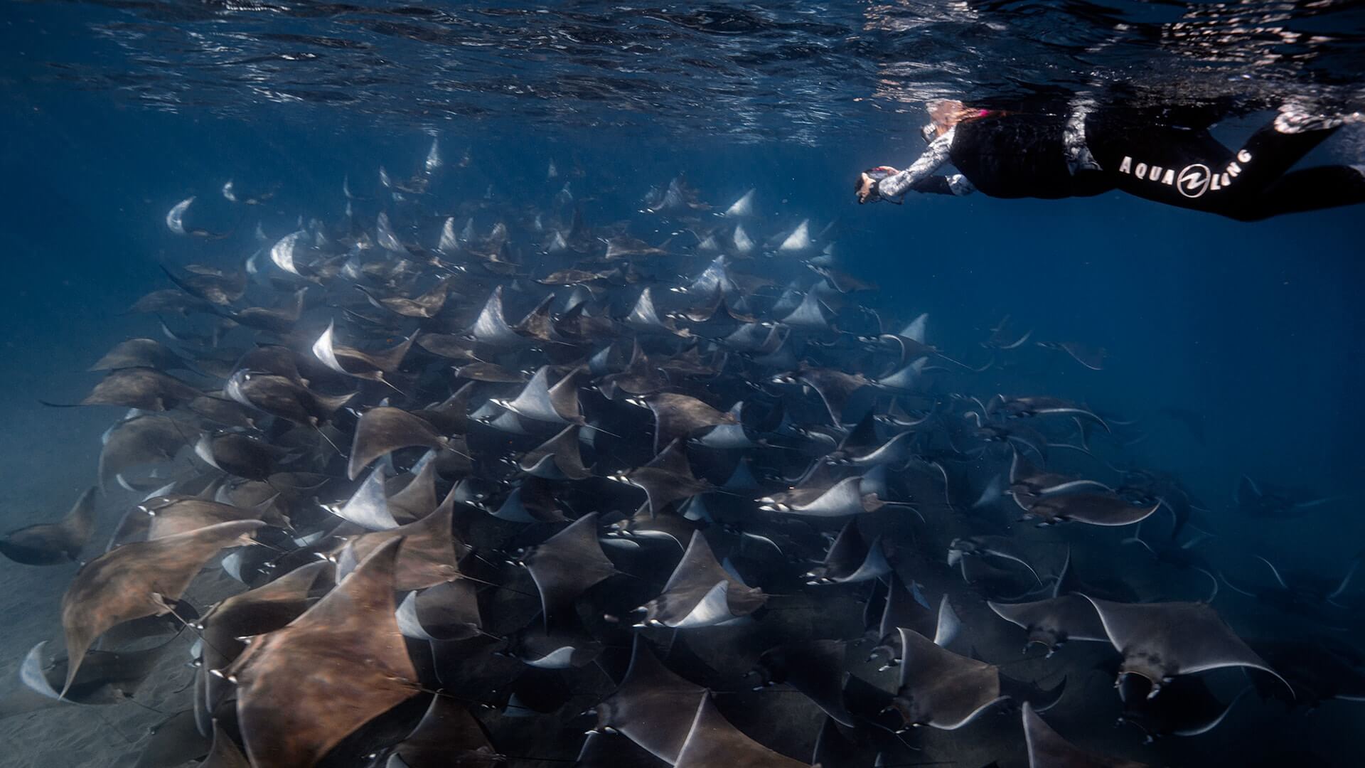 Mobula Snorkeling
