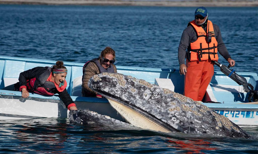Close encounter with a gray whale at San Ignacio Lagoon