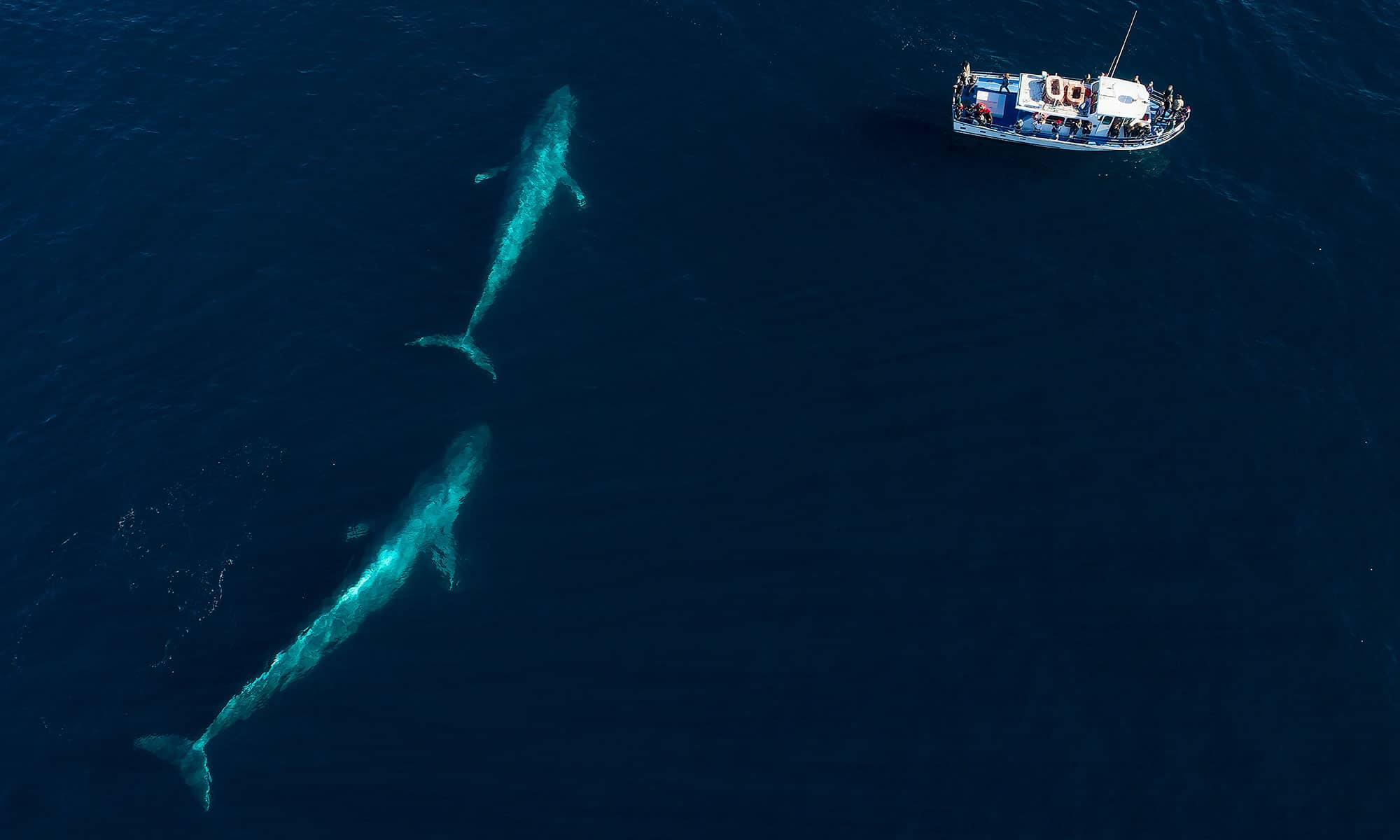Loreto Blue Whale