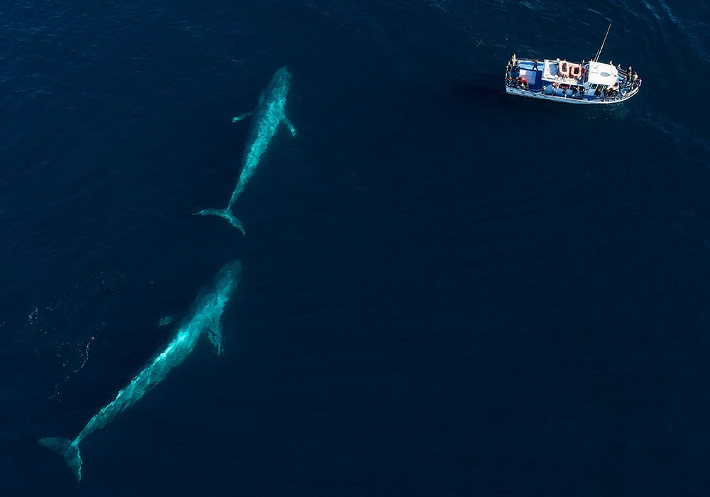 Loreto, Blue Whales