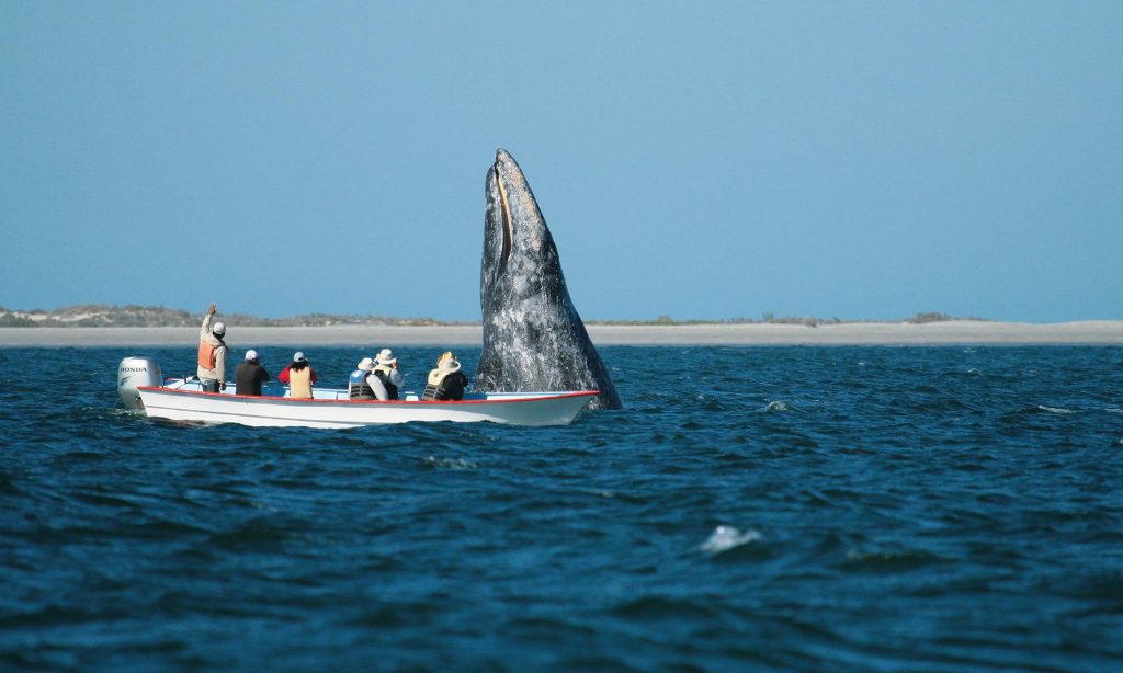 Baja California Sur - Gray Whales