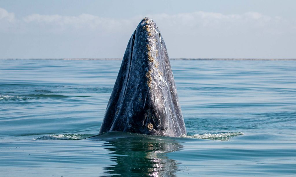 San Ignacio lagoon - Gray Whale Spy Hop