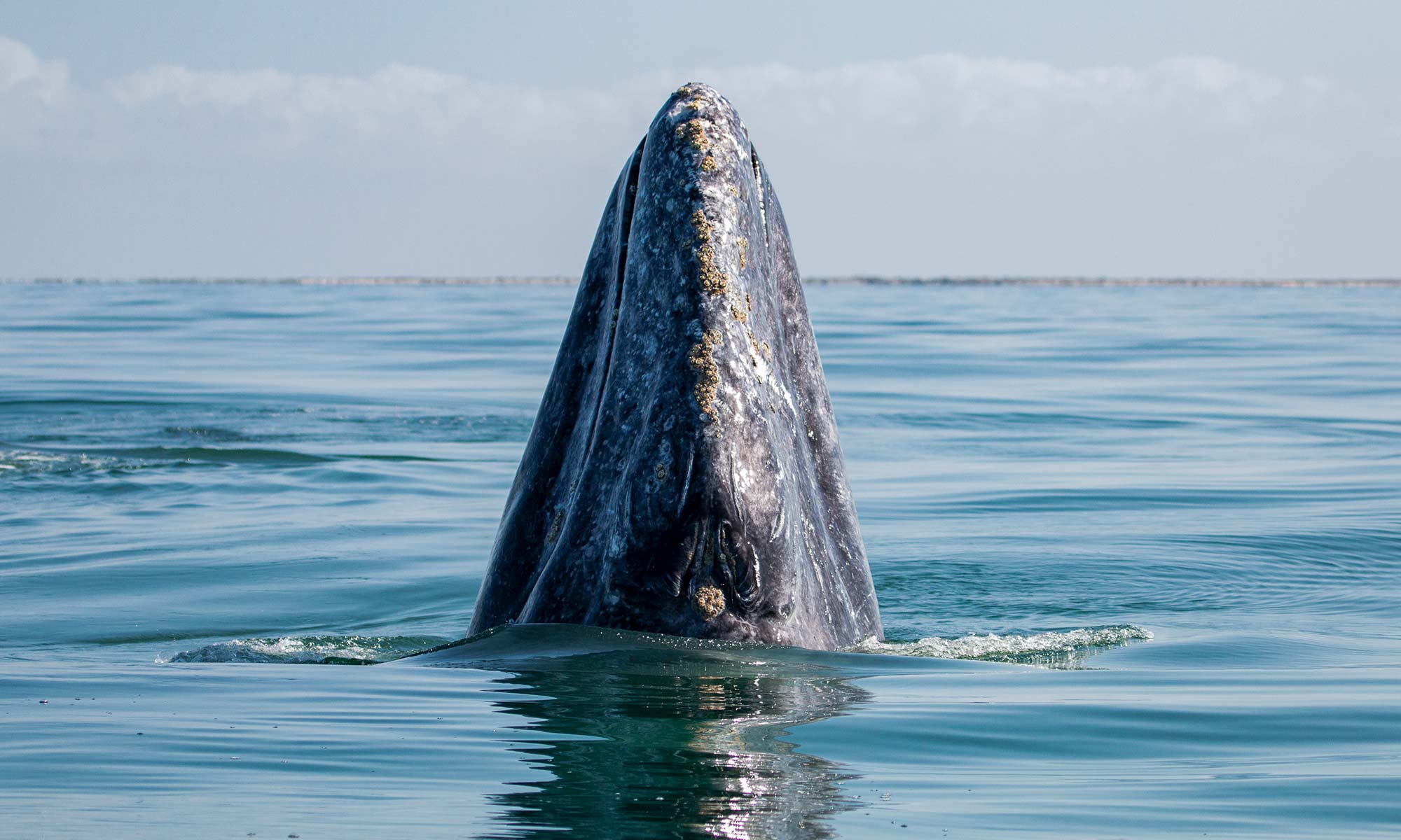 San Ignacio - Gray Whale