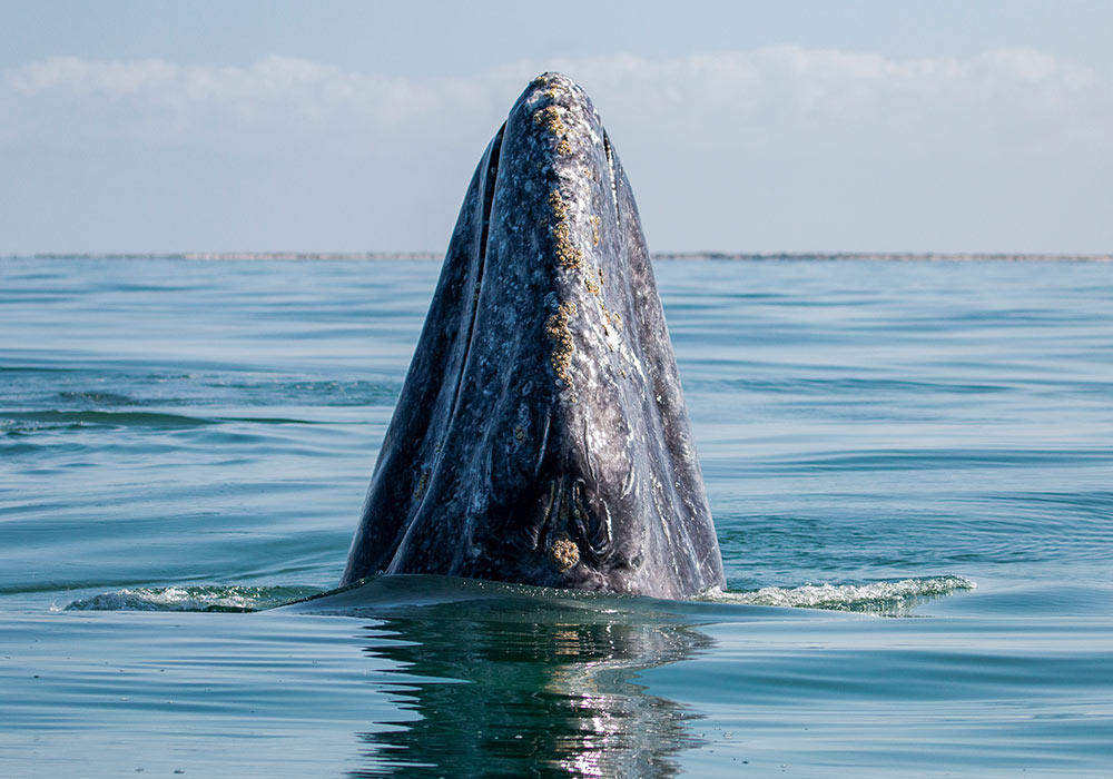 San Ignacio Lagoon & Magdalena Bay, Gray Whale Spy-Hop - © Scott Davis