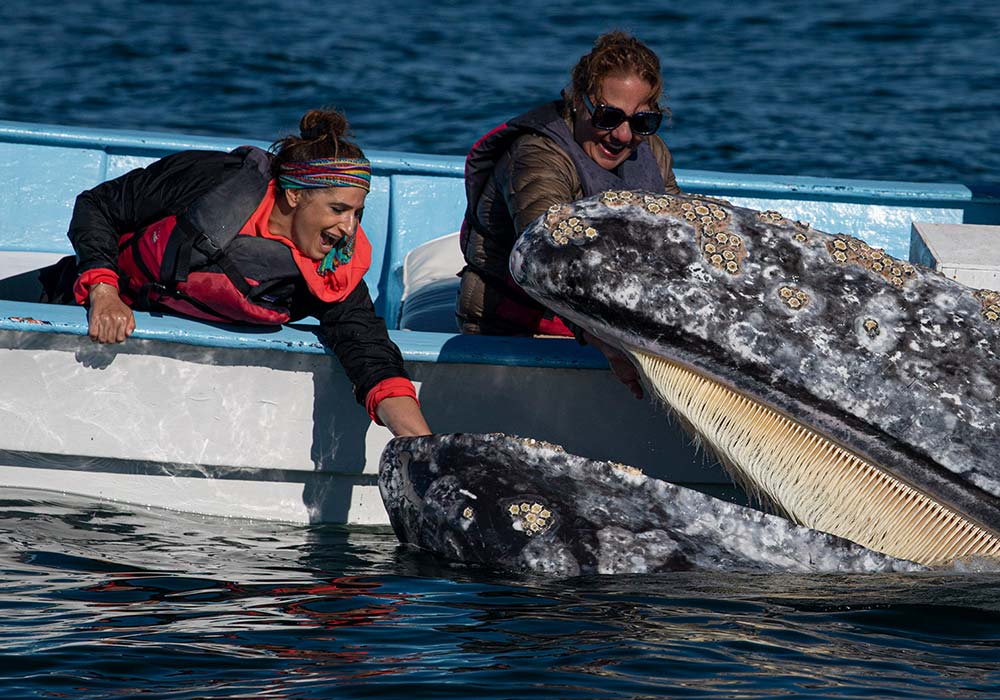 San Ignacio Lagoon & Magdalena Bay, Gray Whale Interaction - © Scott Davis