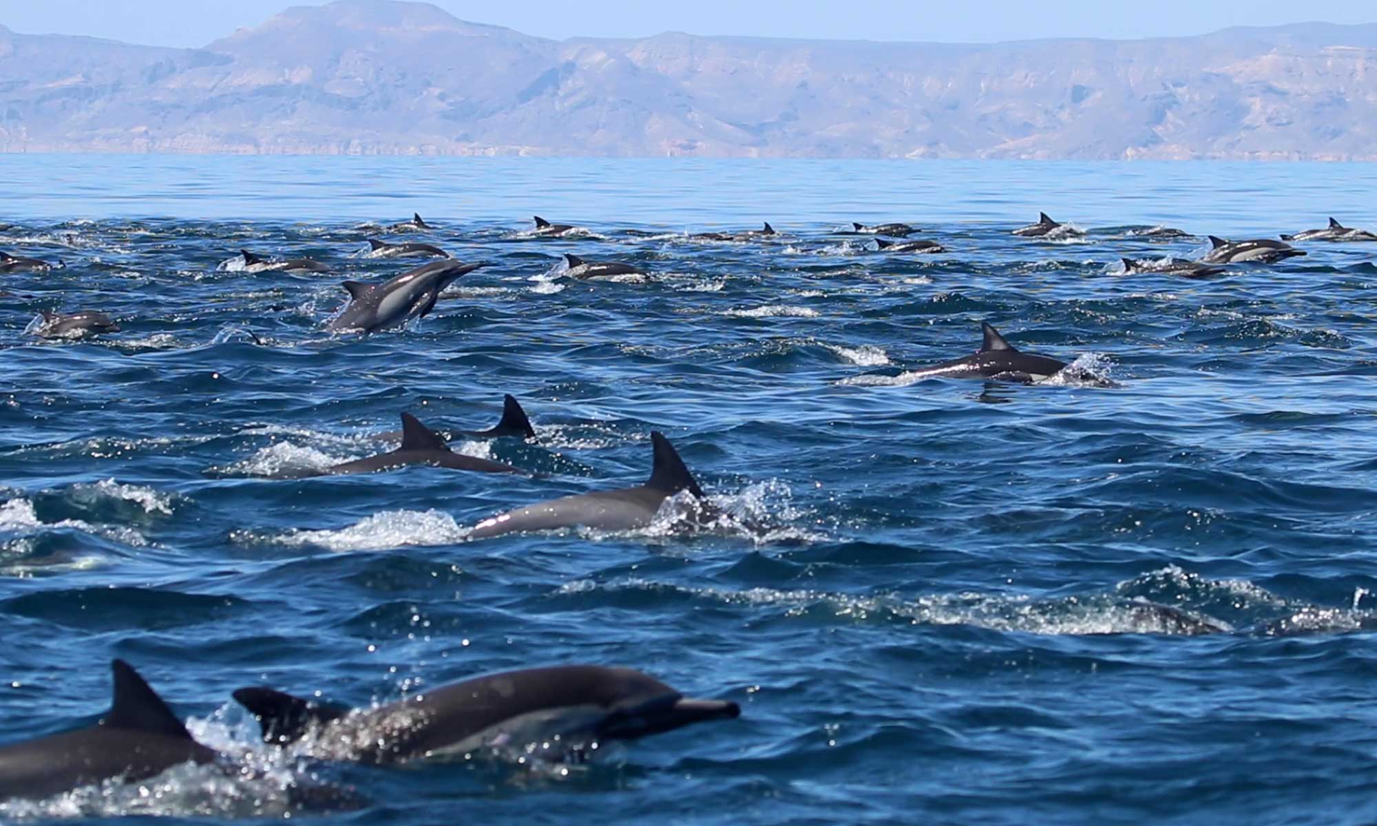 Super pod of dolphins swimming and jumping near the surface in the Sea of Cortez