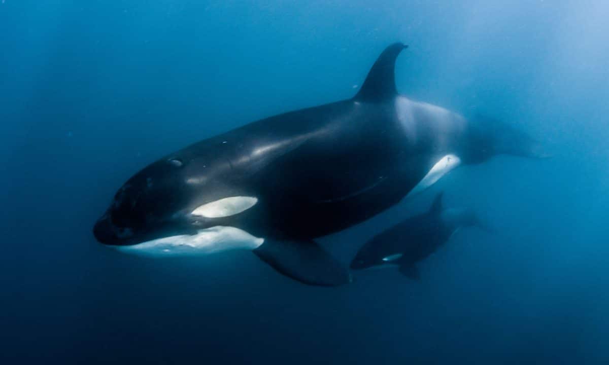 Orca Ocean Safaris Day Trips