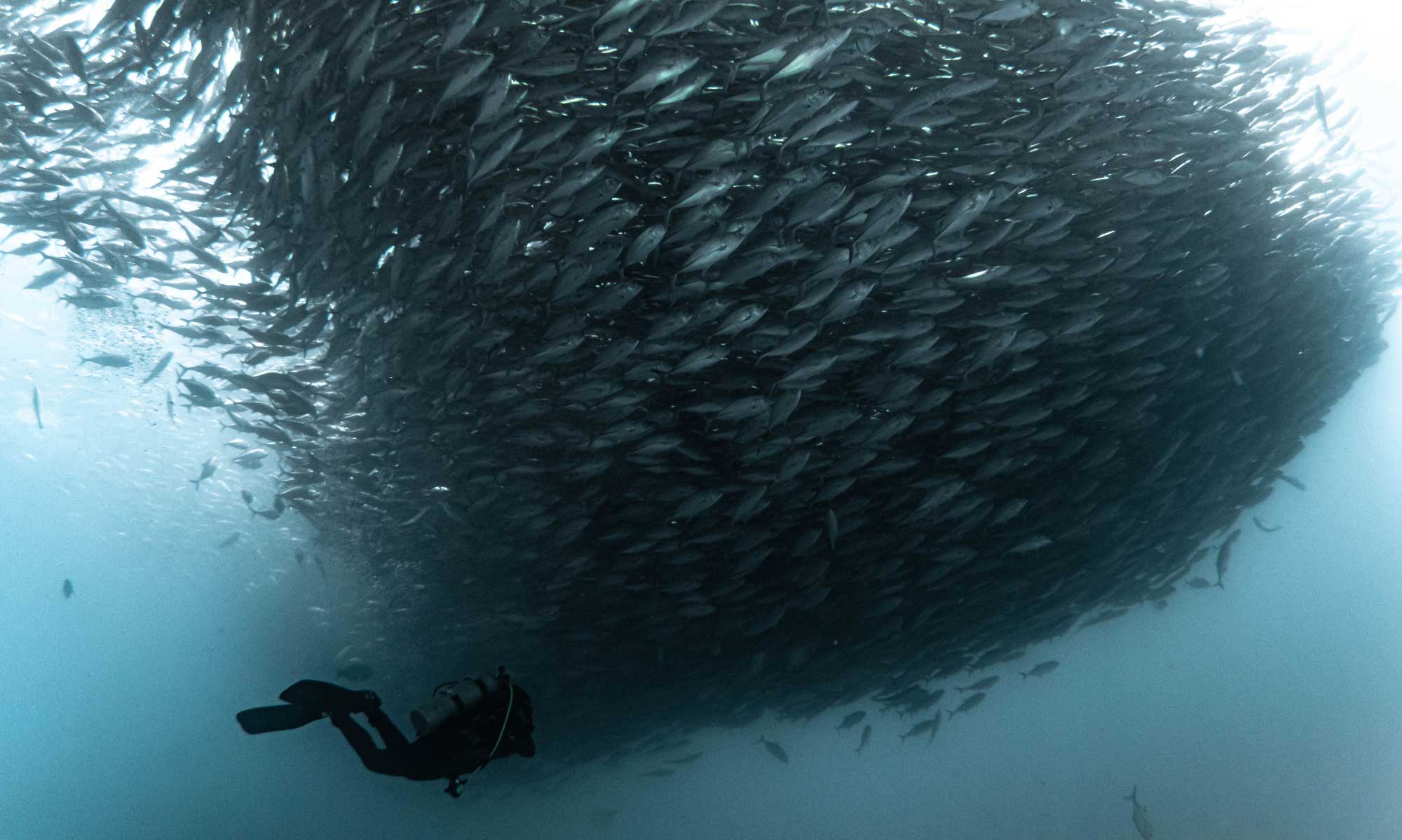 Scuba diving - Baja California