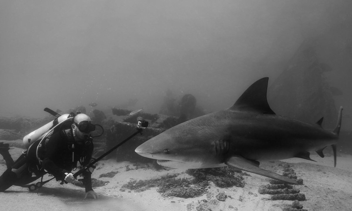 Scuba diving - shark