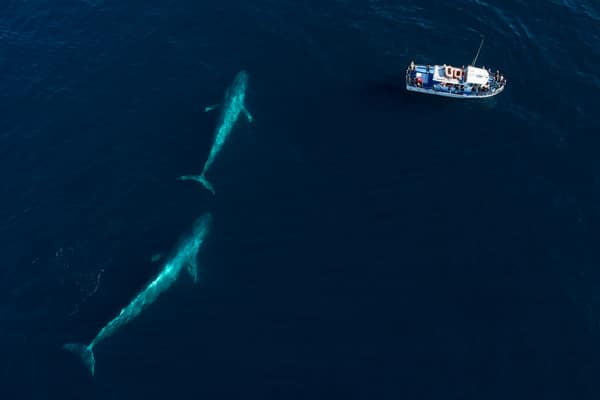 Loreto Marine Blue Whales
