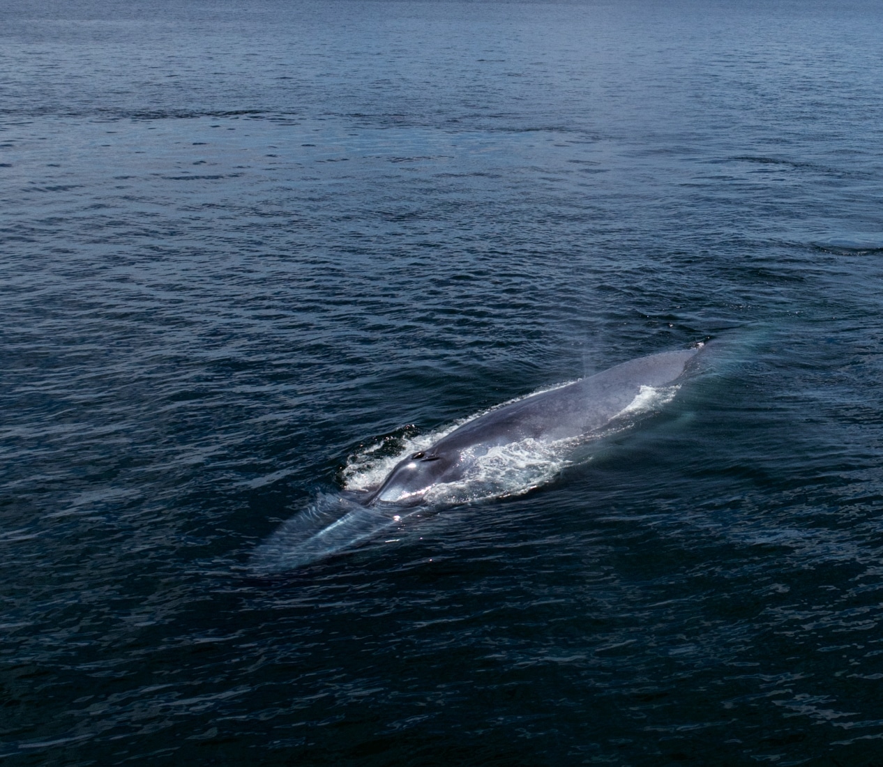 Loreto Blue Whales