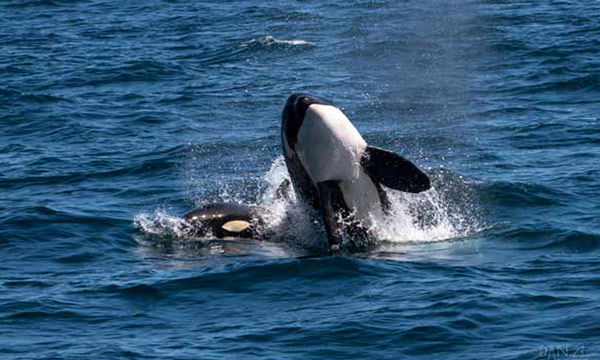 Interactions with Orcas in the sea of Cortez