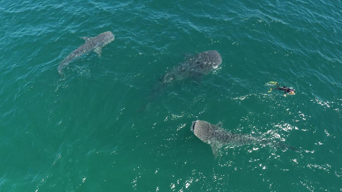 Sea of Cortez – Whale Sharks