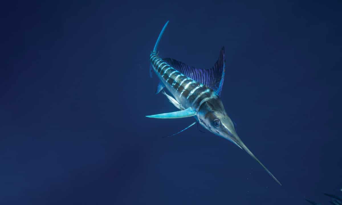 Mexico Sardine Run & Striped Marlin
