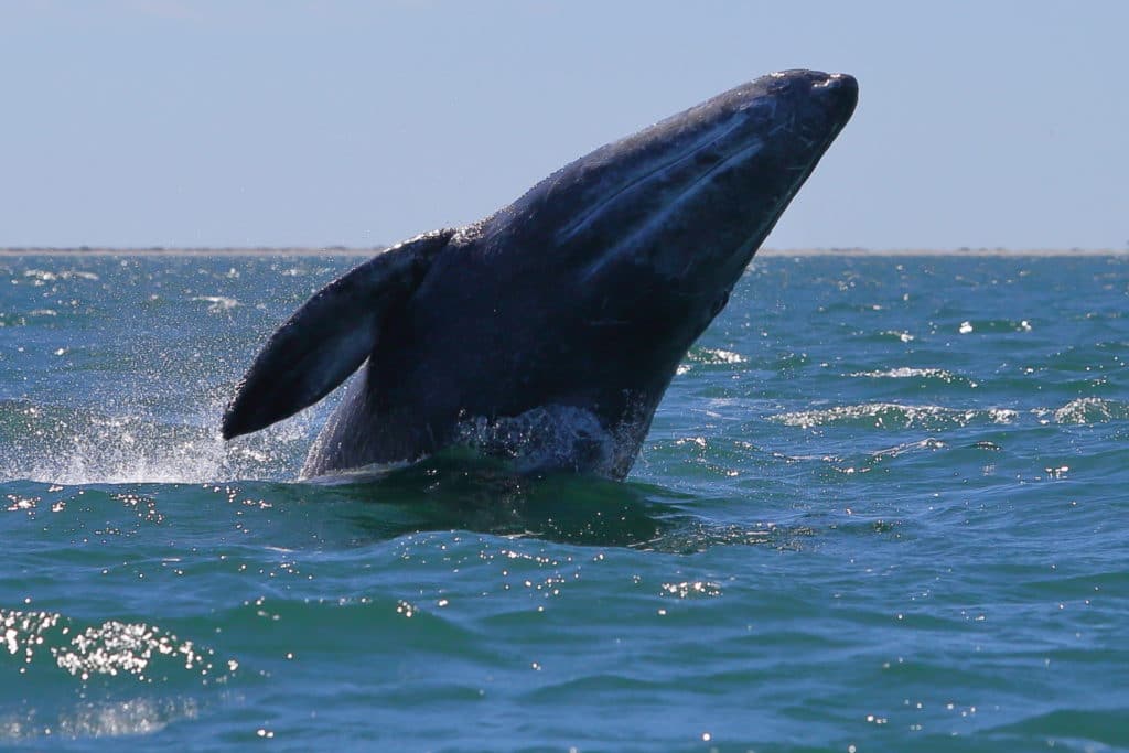 San Ignacio Lagoon - Grey Whales