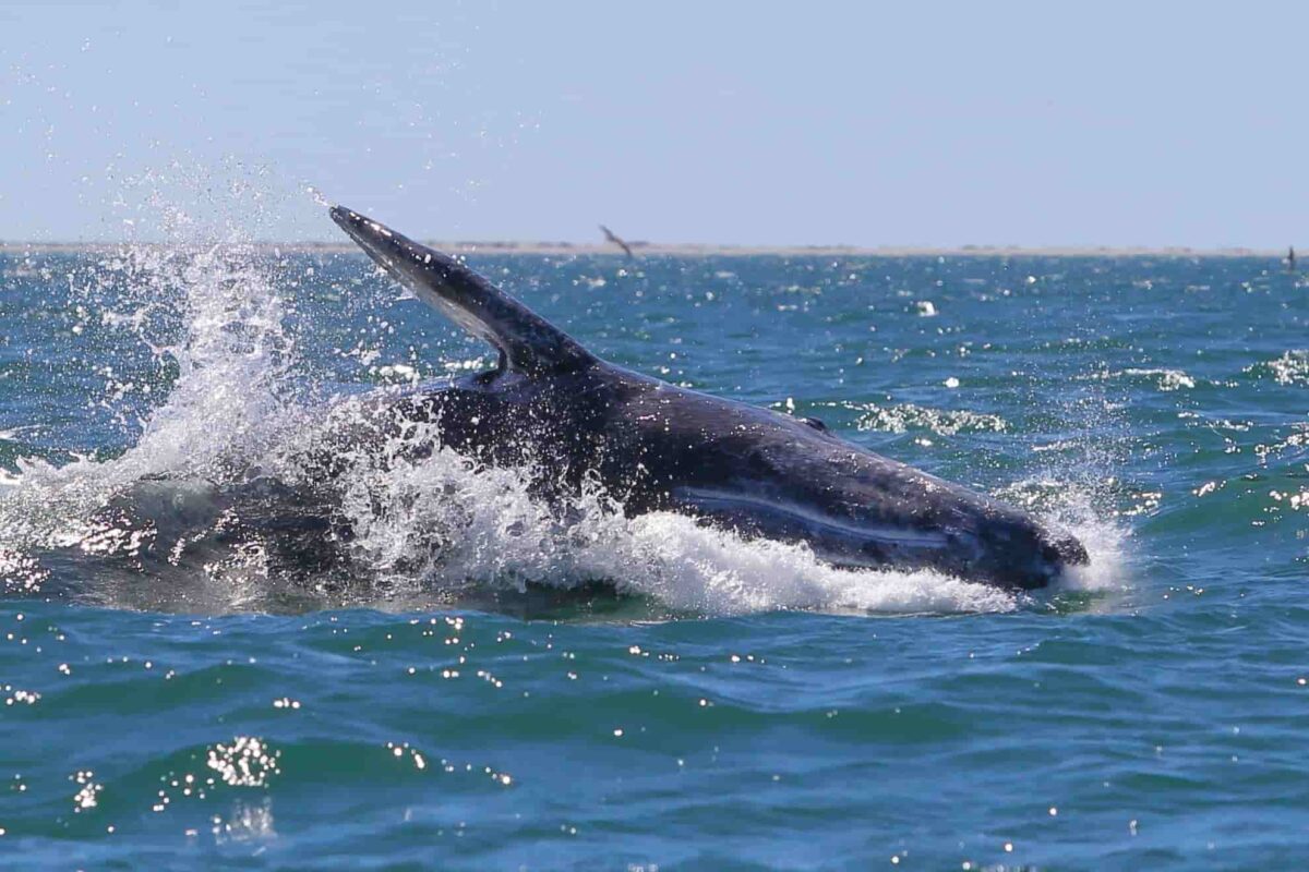 Log from the Lagoon 20 January 2022