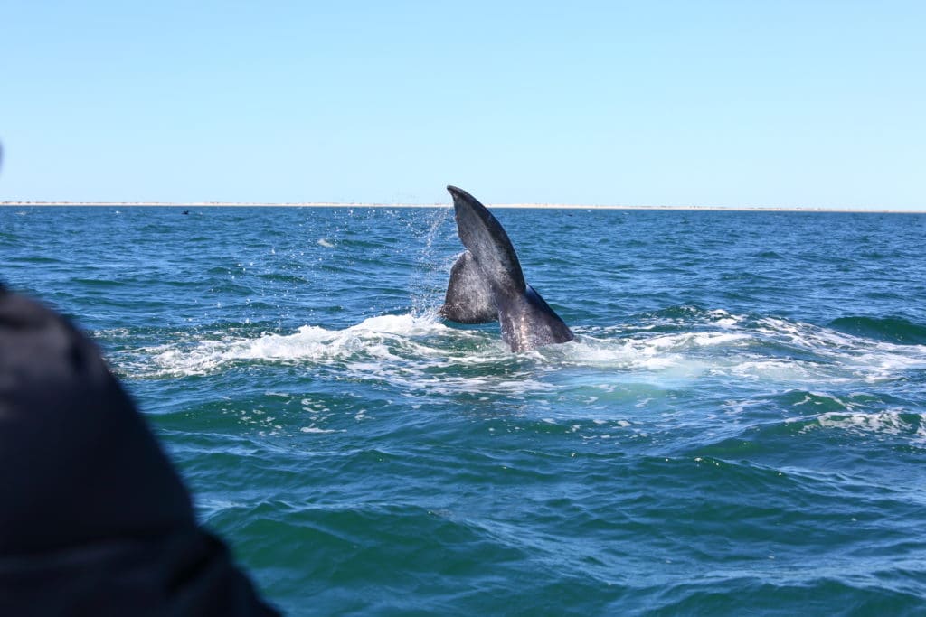 Baja's Grey Whales