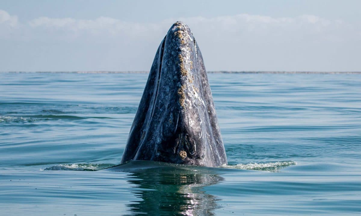 Why are grey whales dying?