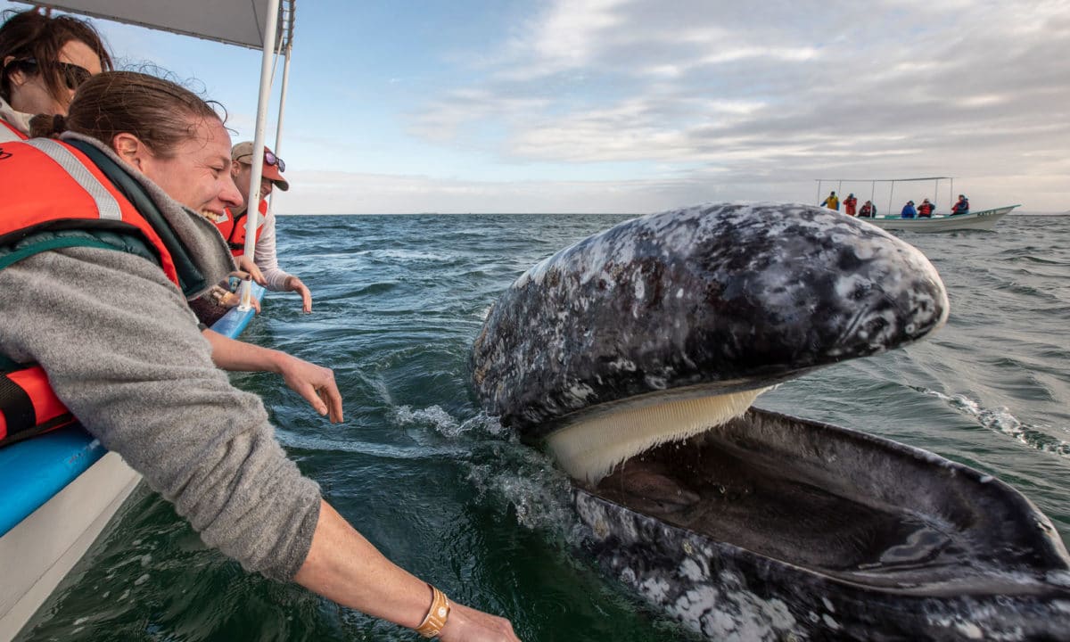 San Ignacio Lagoon – Gray Whales