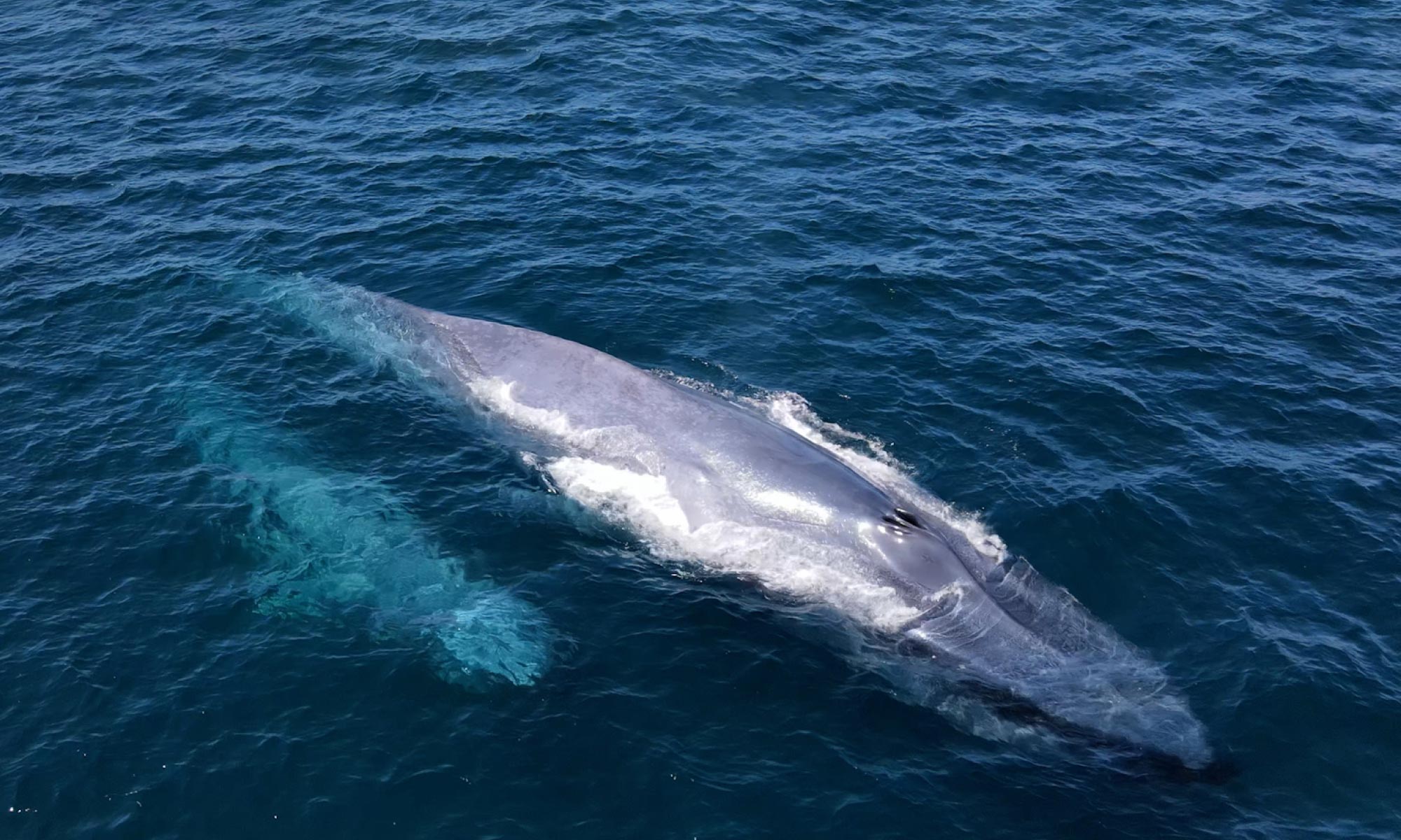 Blue Whales