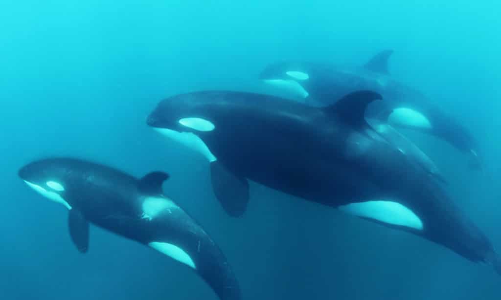 Sea of Cortex Tours - Orcas