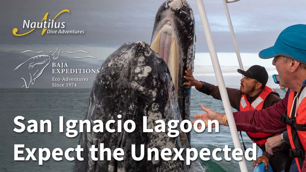 San Ignacio Lagoon - Expect the Unexpected