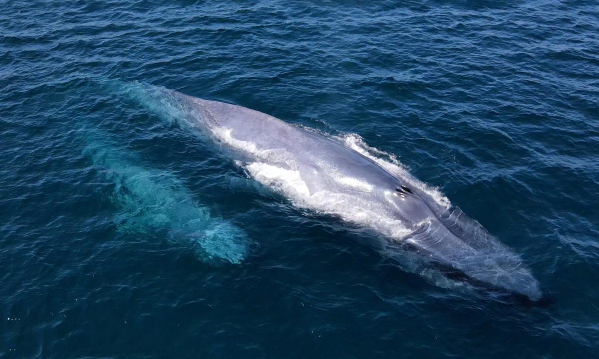 Loreto - Blue Whales