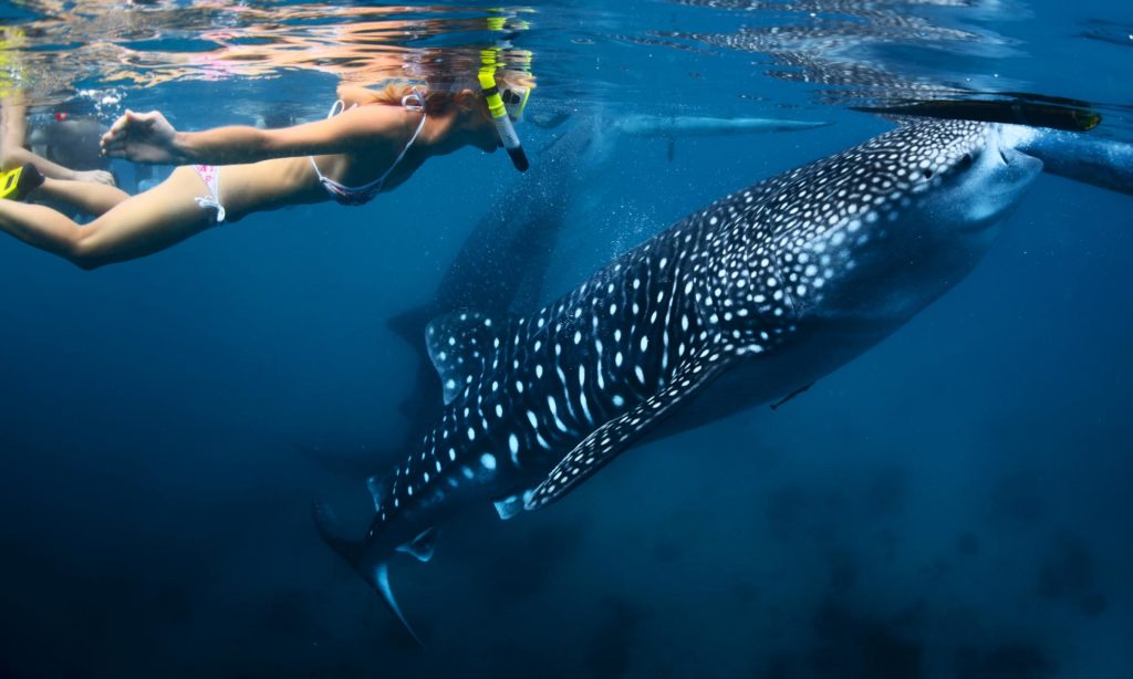 Eco Camp - Swimmin with Whale Sharks