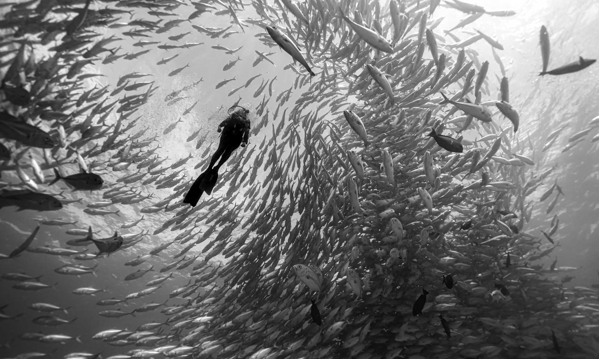 Sea of Cortez - Scuba Diving
