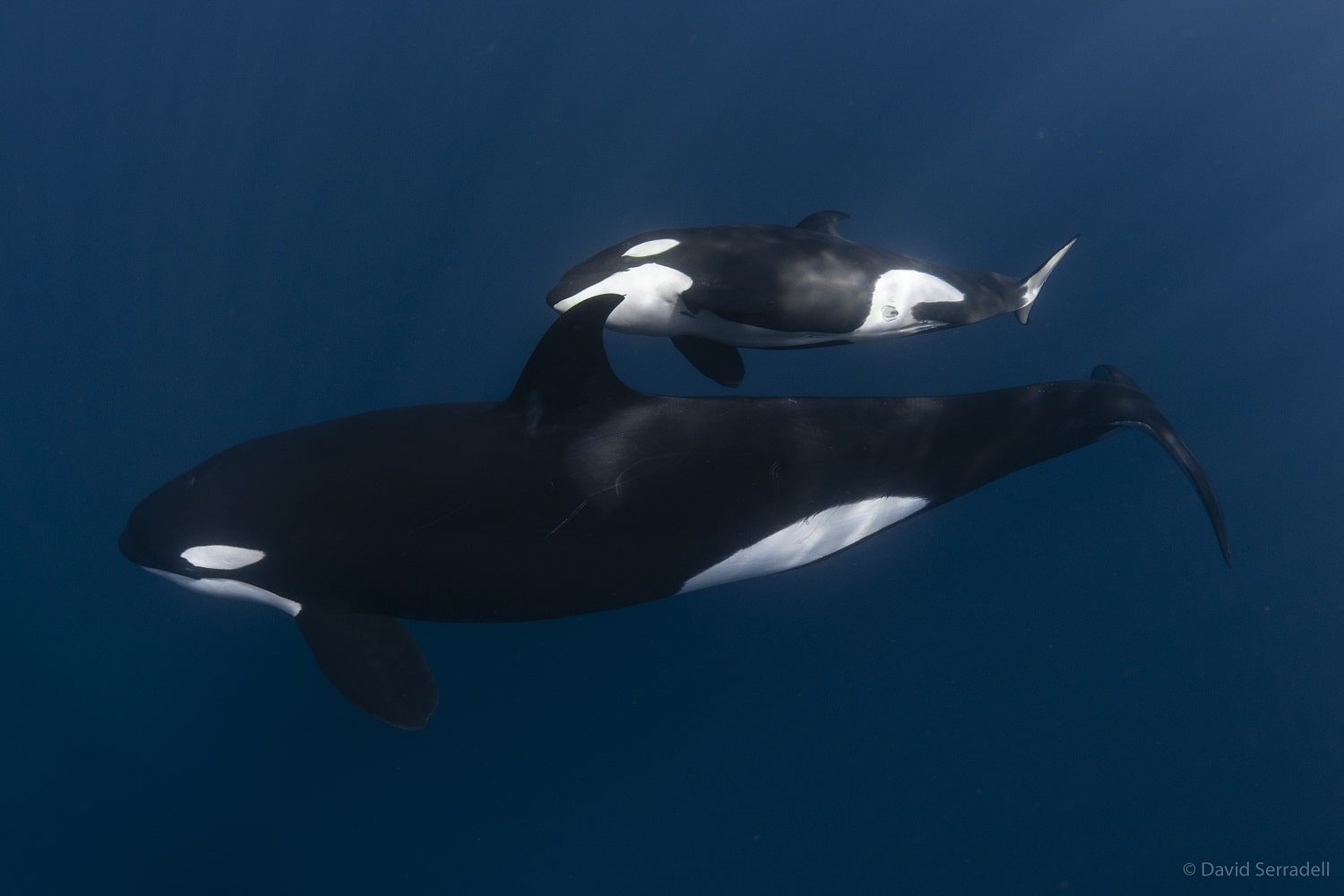 Orcas - Baja California