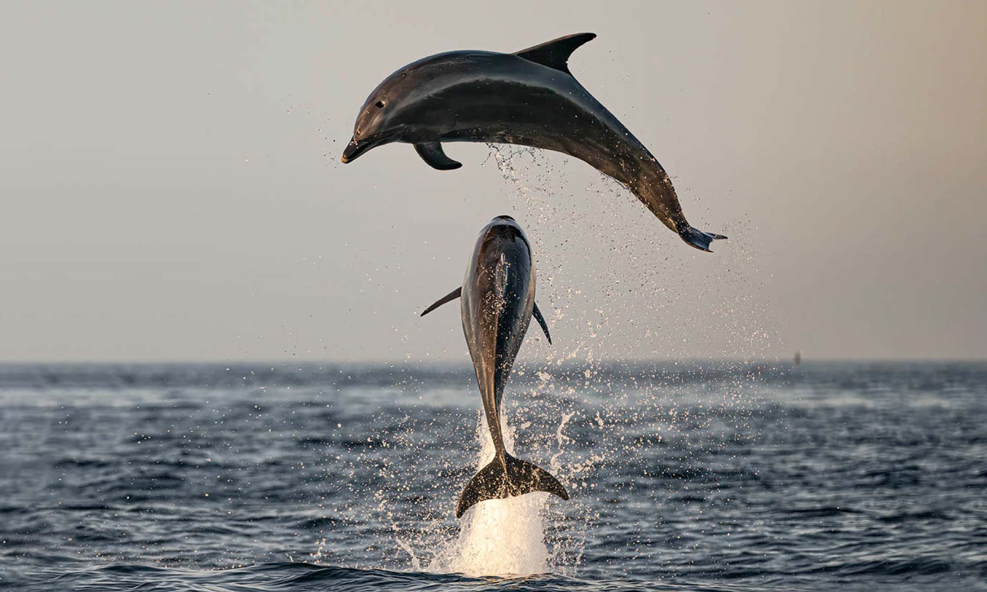 Dolphins - Baja California