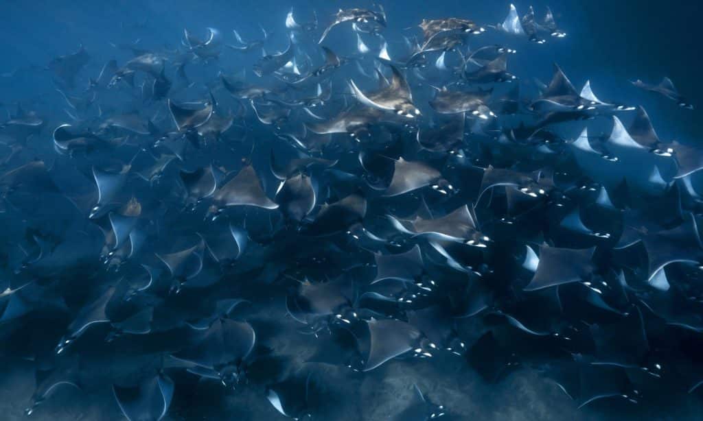 Large gathering of mobula rays in the waters off Baja California Sur