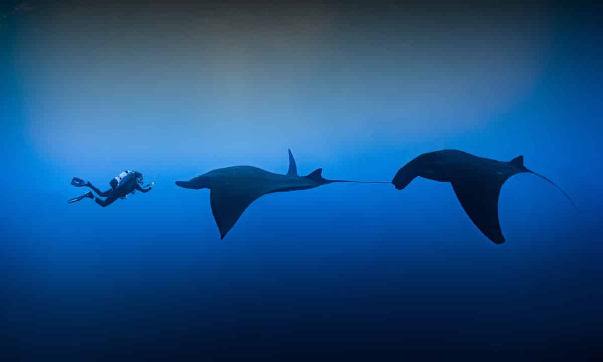 Scuba diving with Baja's Mobula Rays