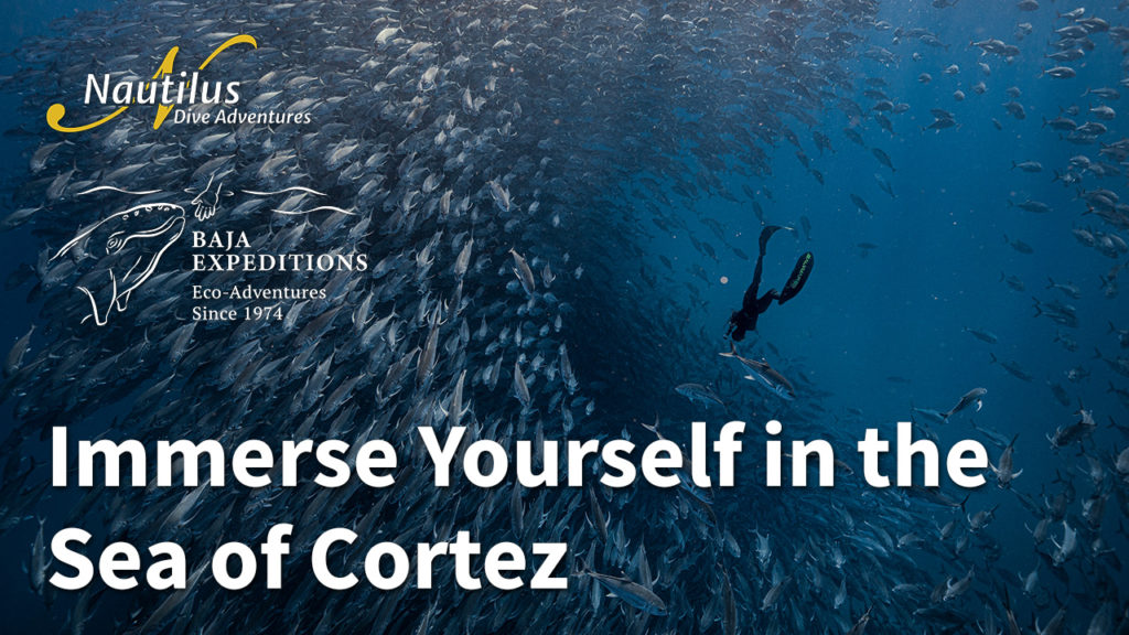 Immerse Yourself in the Sea of Cortez