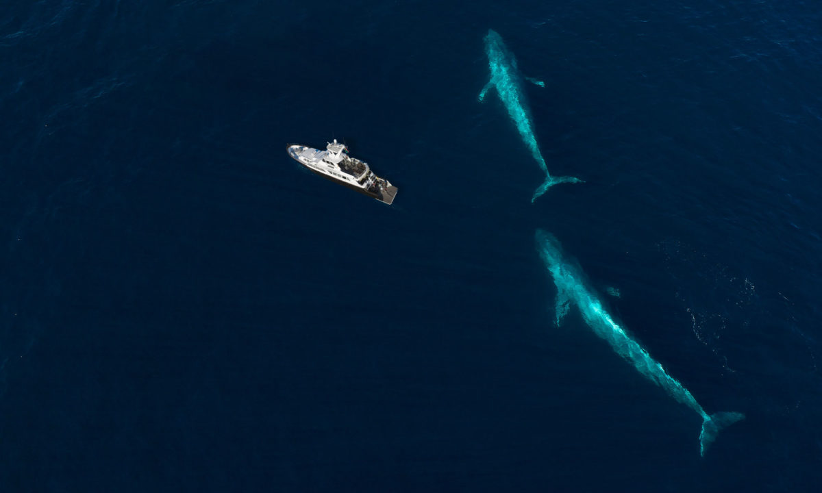 Baja Ultimate Whales