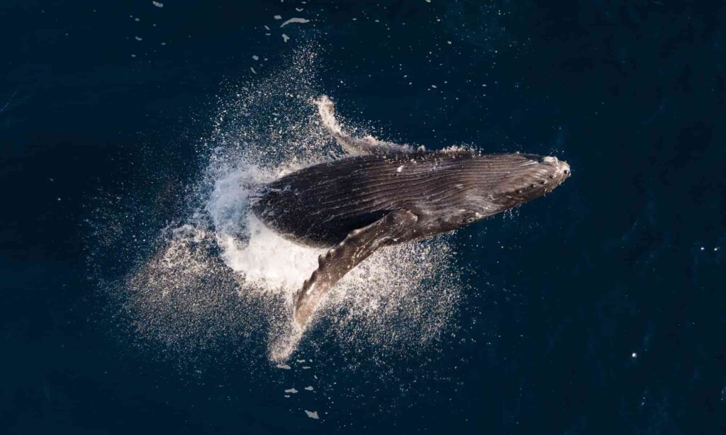 Humpback Breaching, aerial shot
