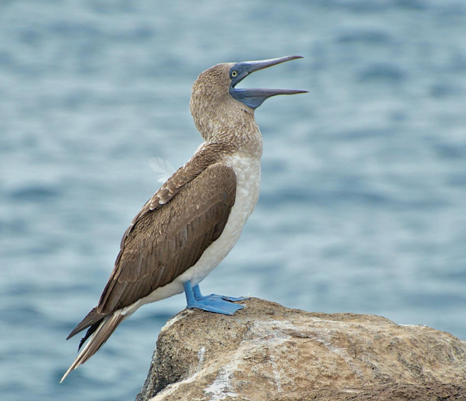 colony of the super cool blue-footed boobie birds