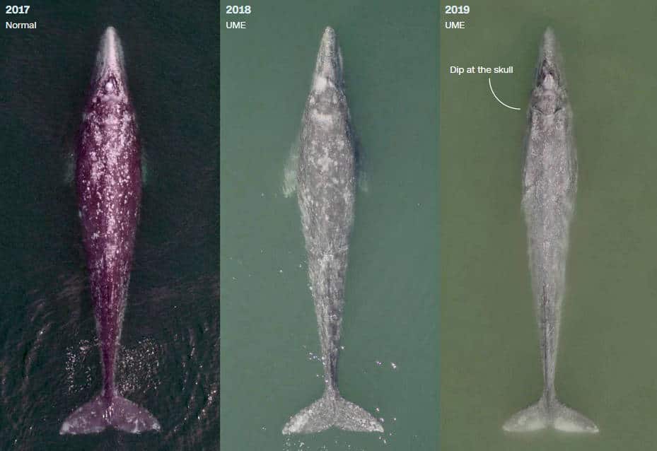 Grey whales' malnutrition evolution