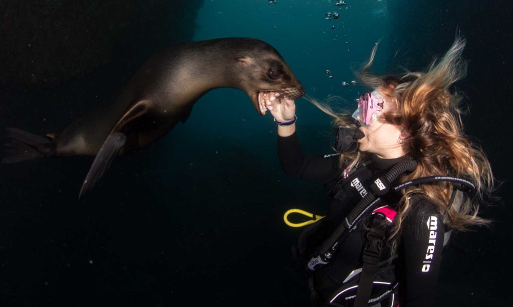 Sea of Cortez - Sea lion-Diver